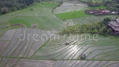 俯瞰丛林中央的绿色稻田，美丽的稻田景色